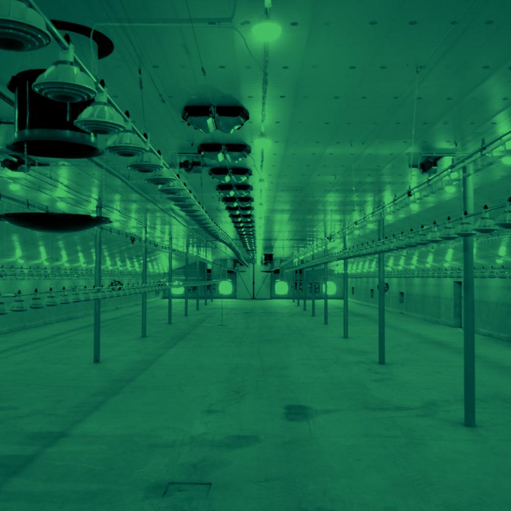 Système d'entrée par le plafond Fantura pour le poulailler Cecelski