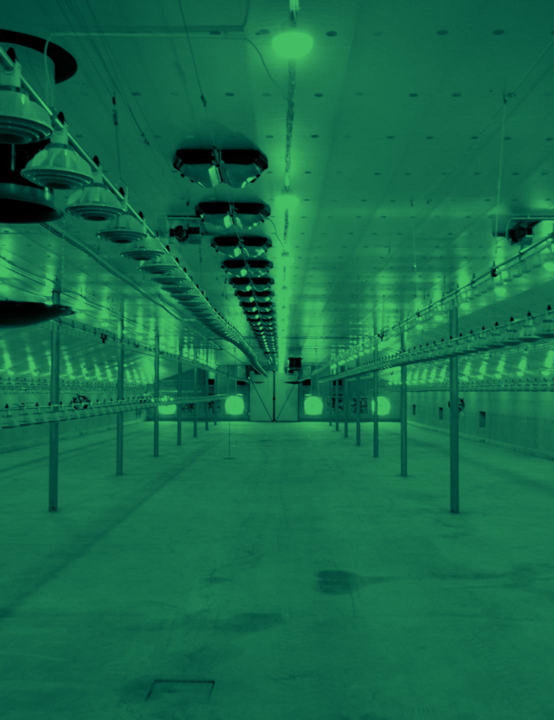 Système d'entrée par le plafond Fantura pour le poulailler Cecelski